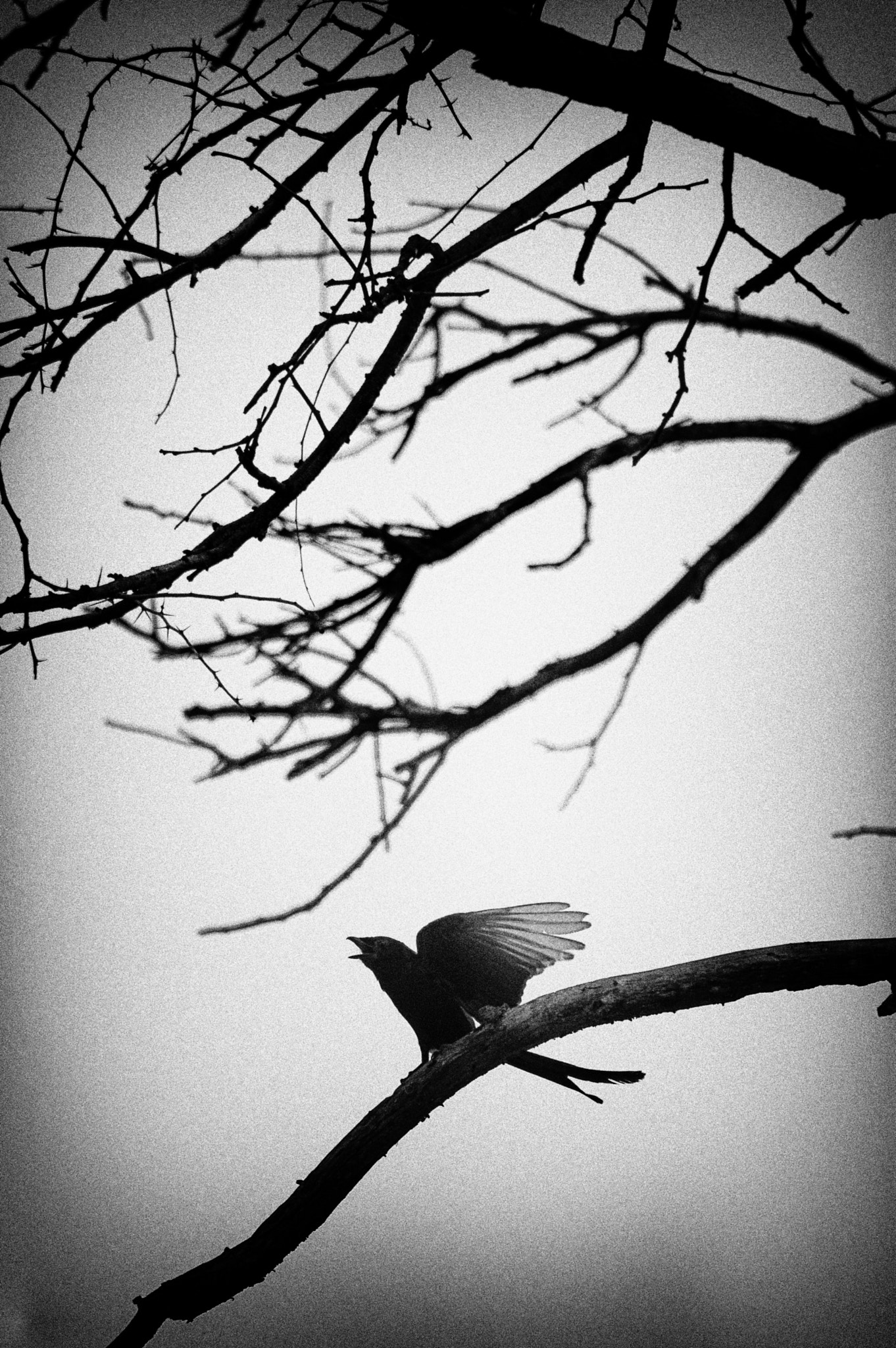 Nikon D50 sample photo. Drongo unchained photography