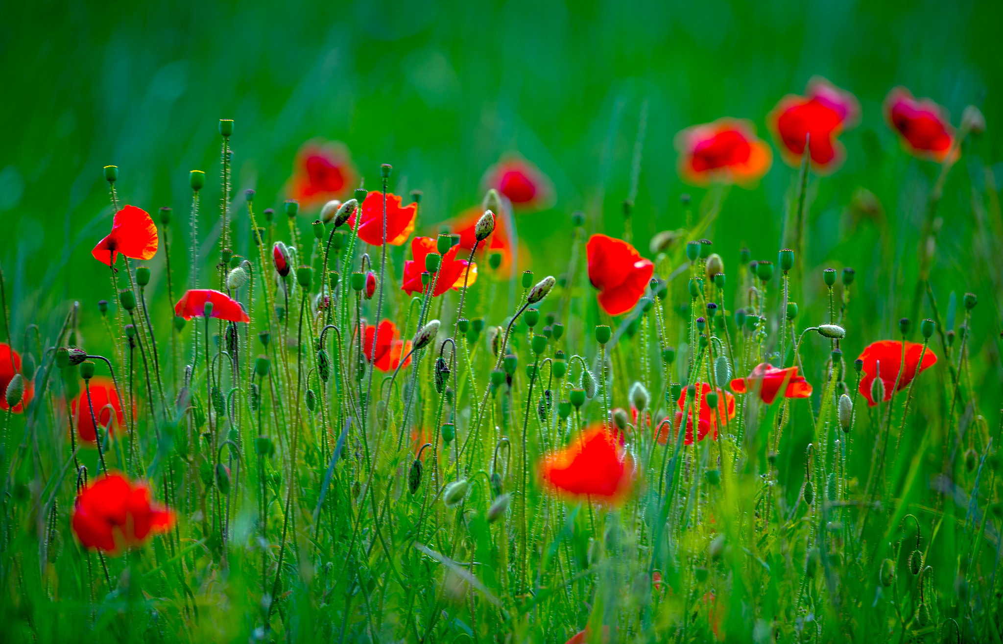 Nikon AF-S Nikkor 400mm F2.8G ED VR II sample photo. Summer lithuania photography