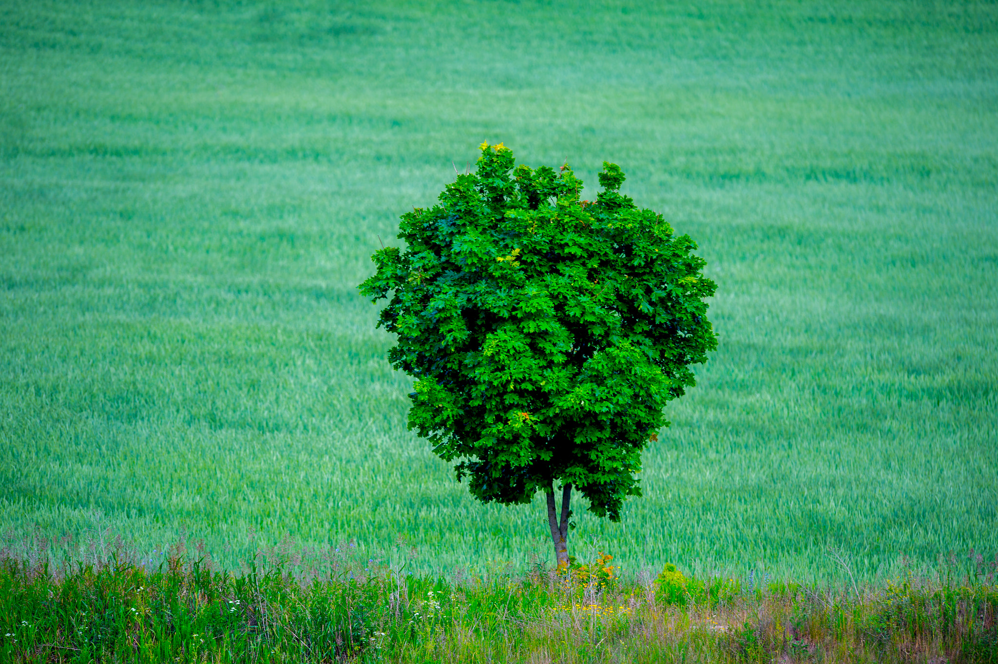 Nikon AF-S Nikkor 400mm F2.8G ED VR II sample photo. Summer lithuania photography