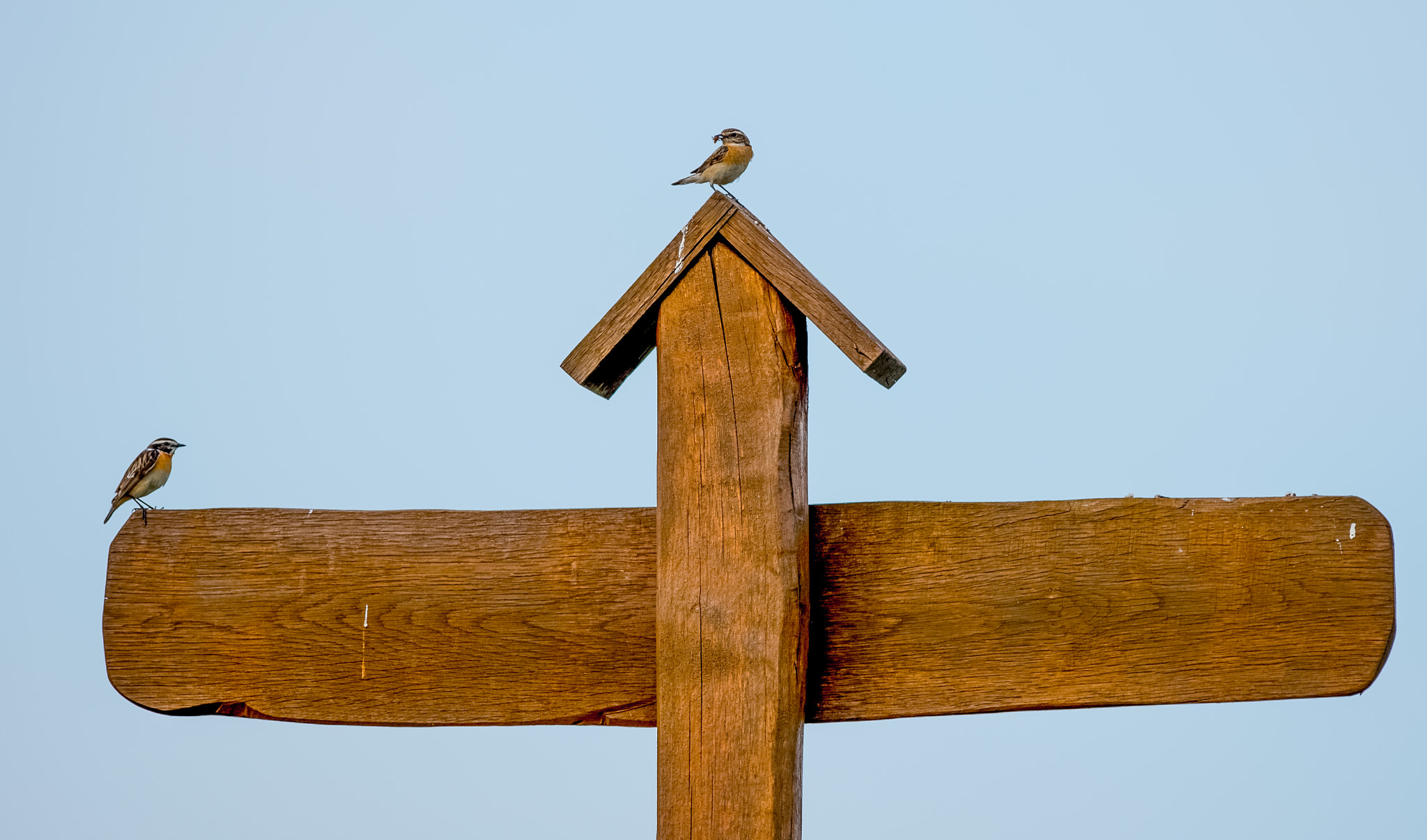 Nikon AF-S Nikkor 400mm F2.8G ED VR II sample photo. Summer lithuania photography
