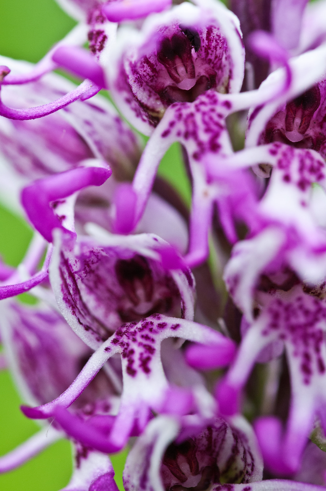 Sigma 105mm F2.8 EX DG OS HSM sample photo. Monkey orchid photography