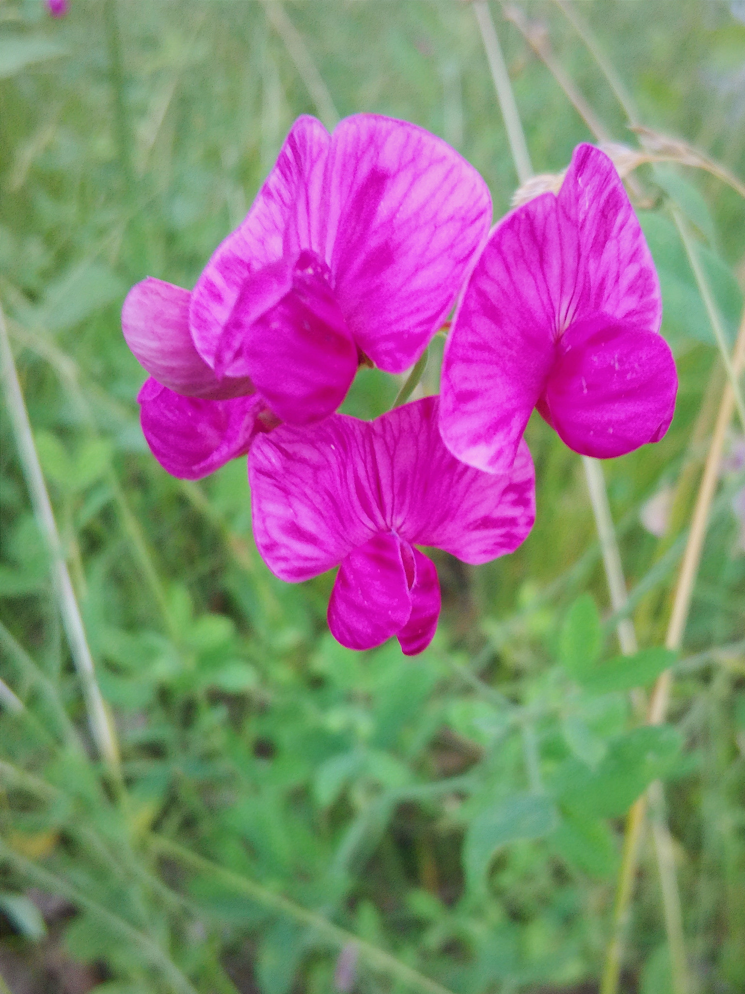 HUAWEI Y541-U02 sample photo.  wildflowers. photography