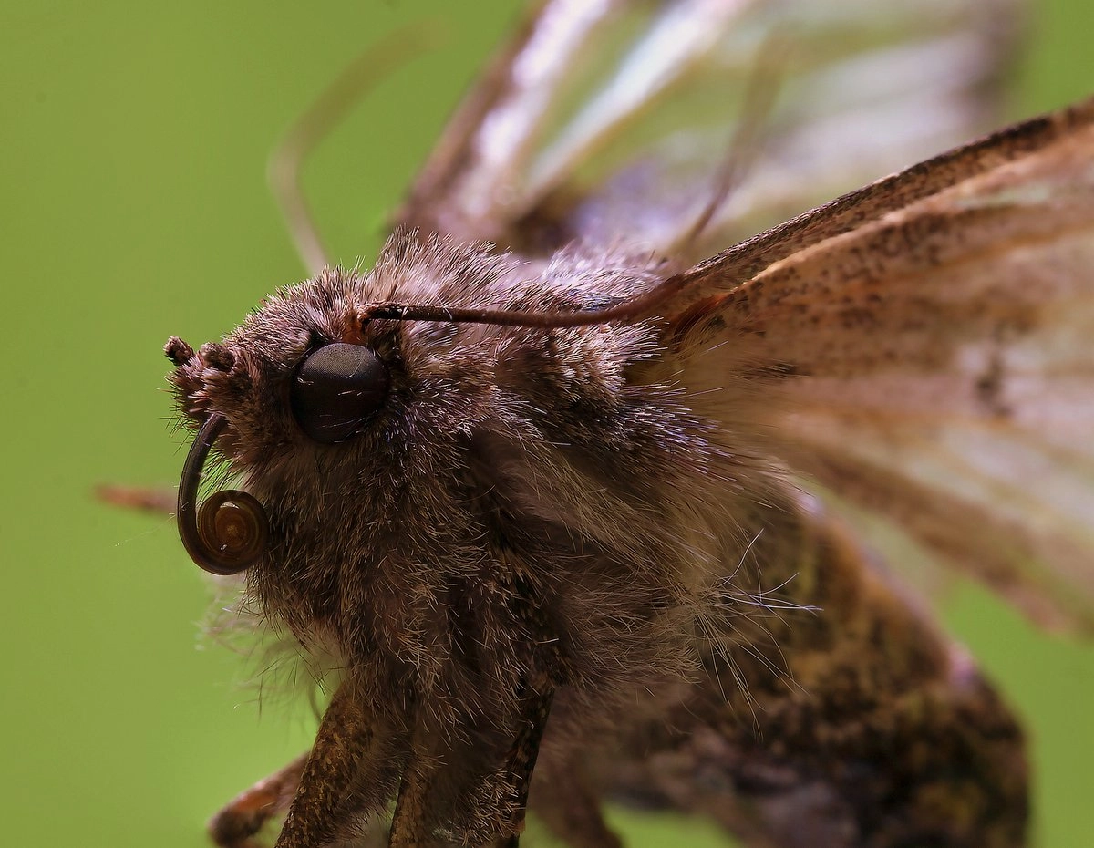 Canon MP-E 65mm F2.5 1-5x Macro Photo sample photo. Butterfly 2 photography
