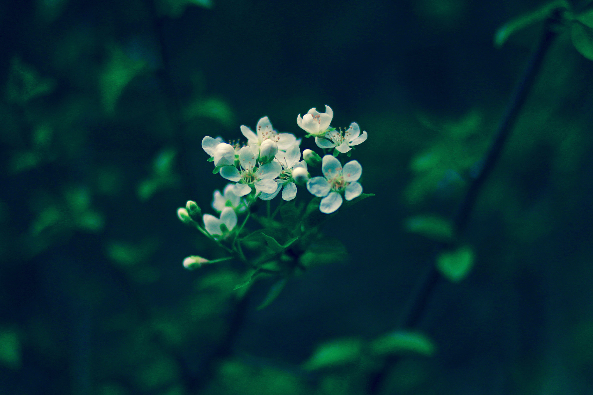 Canon EOS 70D + Canon EF 35mm F2 sample photo