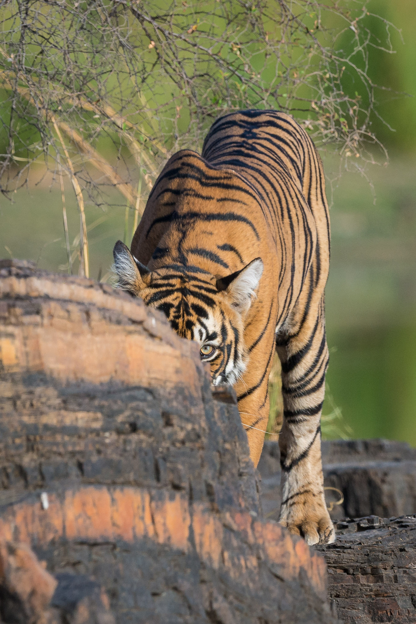 Nikon D800 + Nikon AF-S Nikkor 500mm F4G ED VR sample photo. One eyed beauty photography