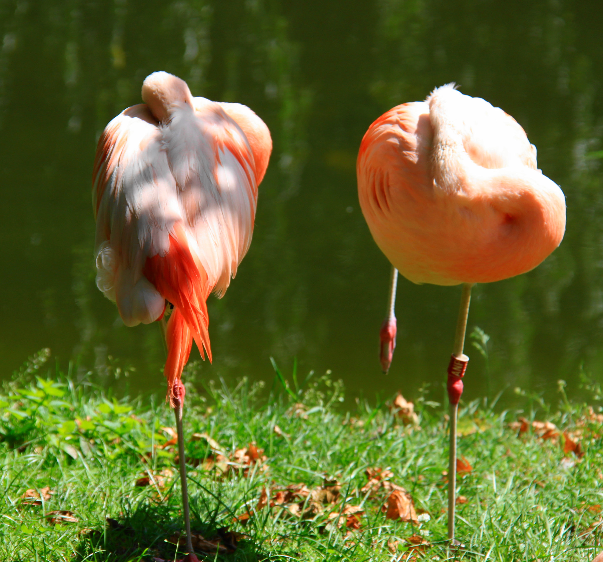 Canon EOS 500D (EOS Rebel T1i / EOS Kiss X3) sample photo. Flamingo dreams photography
