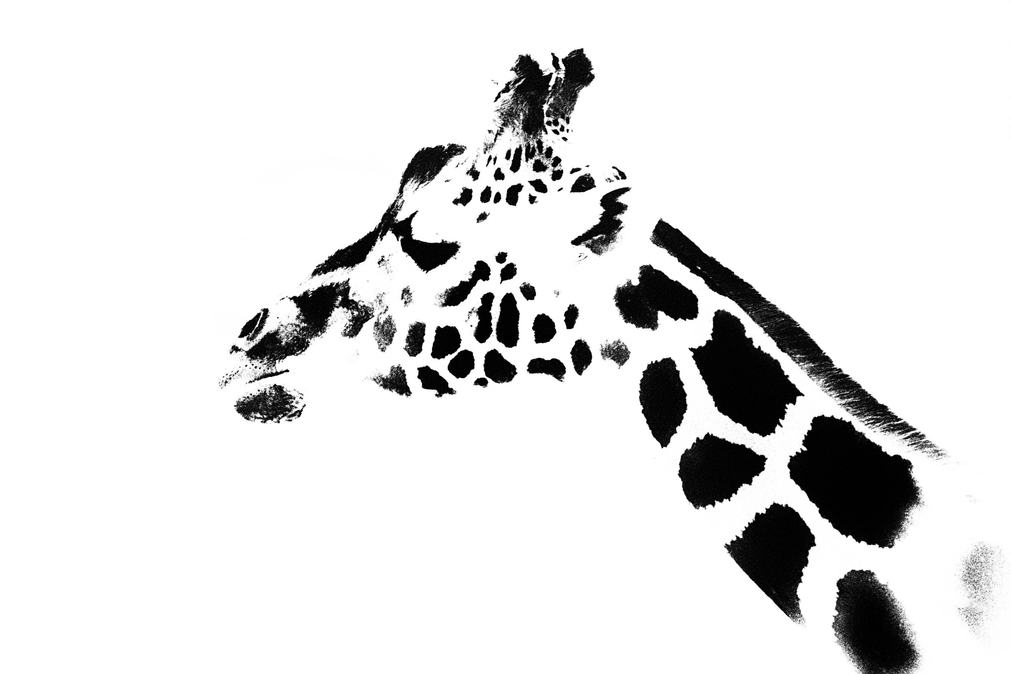 Sony SLT-A55 (SLT-A55V) sample photo. Giraffe photography