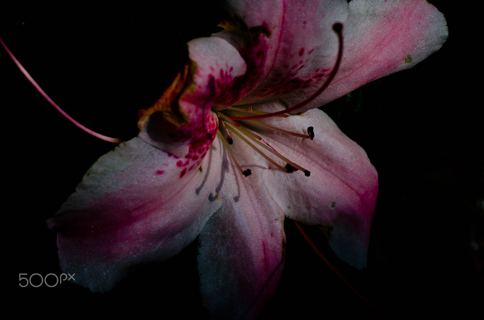 Pentax K-50 + Sigma sample photo. Azalea, distressed photography