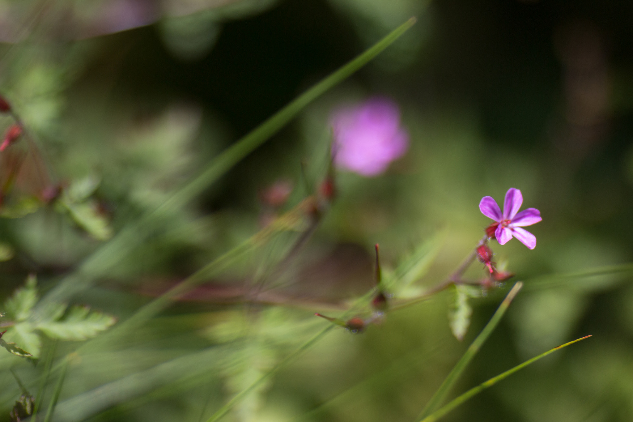 Canon EOS 70D + Canon EF 135mm F2L USM sample photo. Early blossoms photography