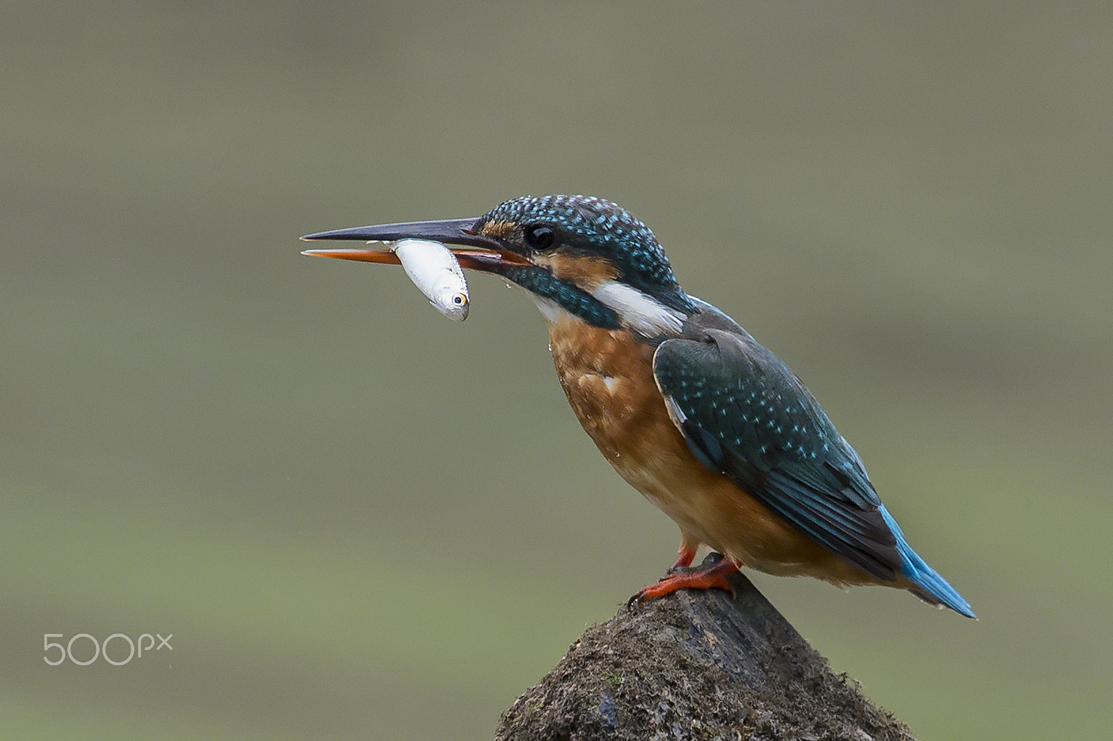 Nikon AF-S Nikkor 400mm F2.8G ED VR II sample photo. Common kingfisher photography