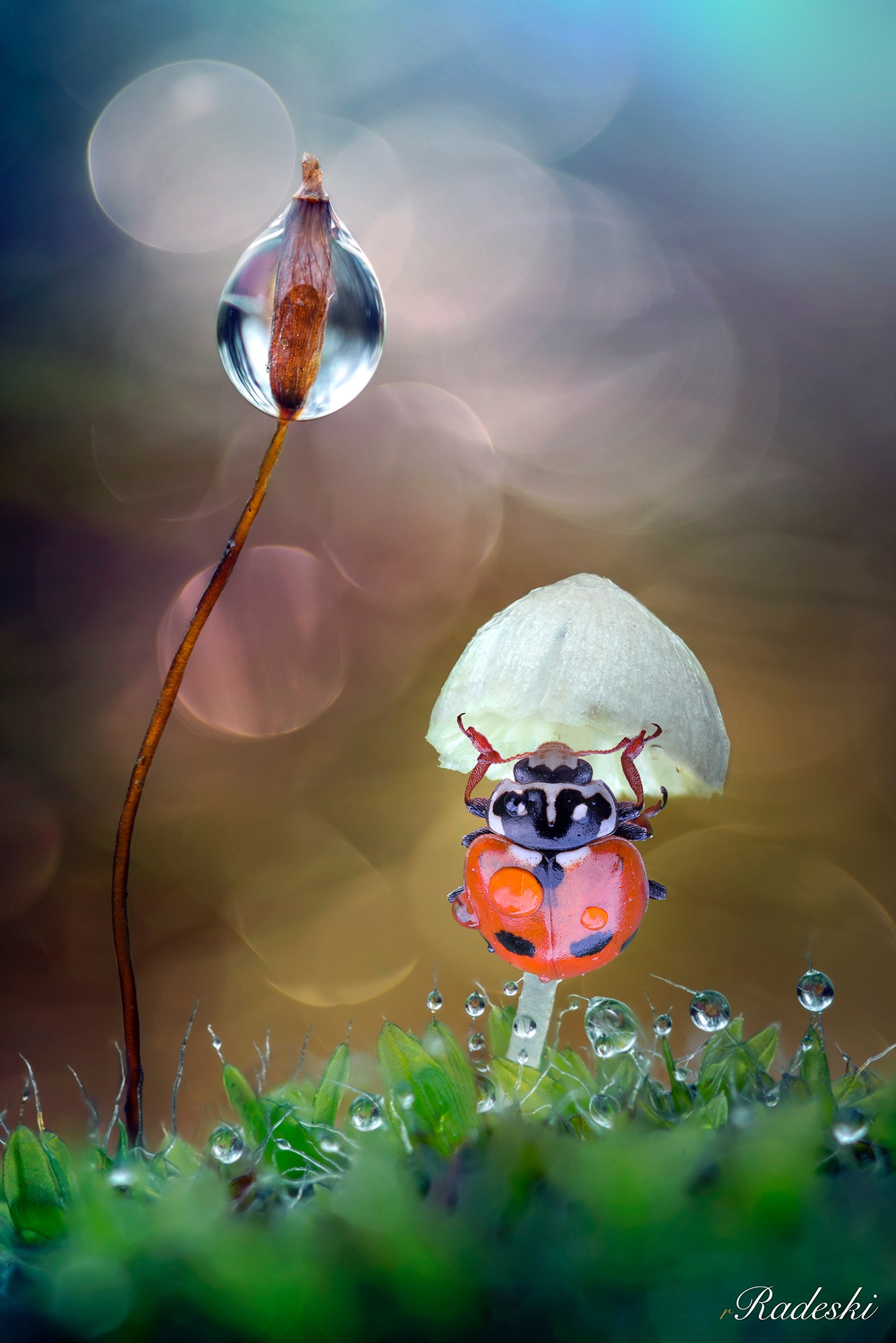 Nikon D800E + Nikon AF Micro-Nikkor 60mm F2.8D sample photo. Coccinella nel bosco photography