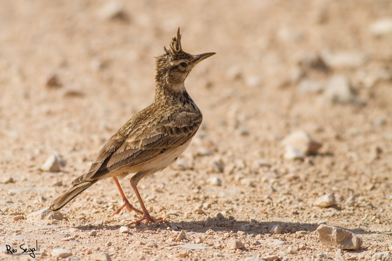 Canon EOS 7D + Canon EF 400mm F5.6L USM sample photo. Middle-eastern "roadrunner" photography