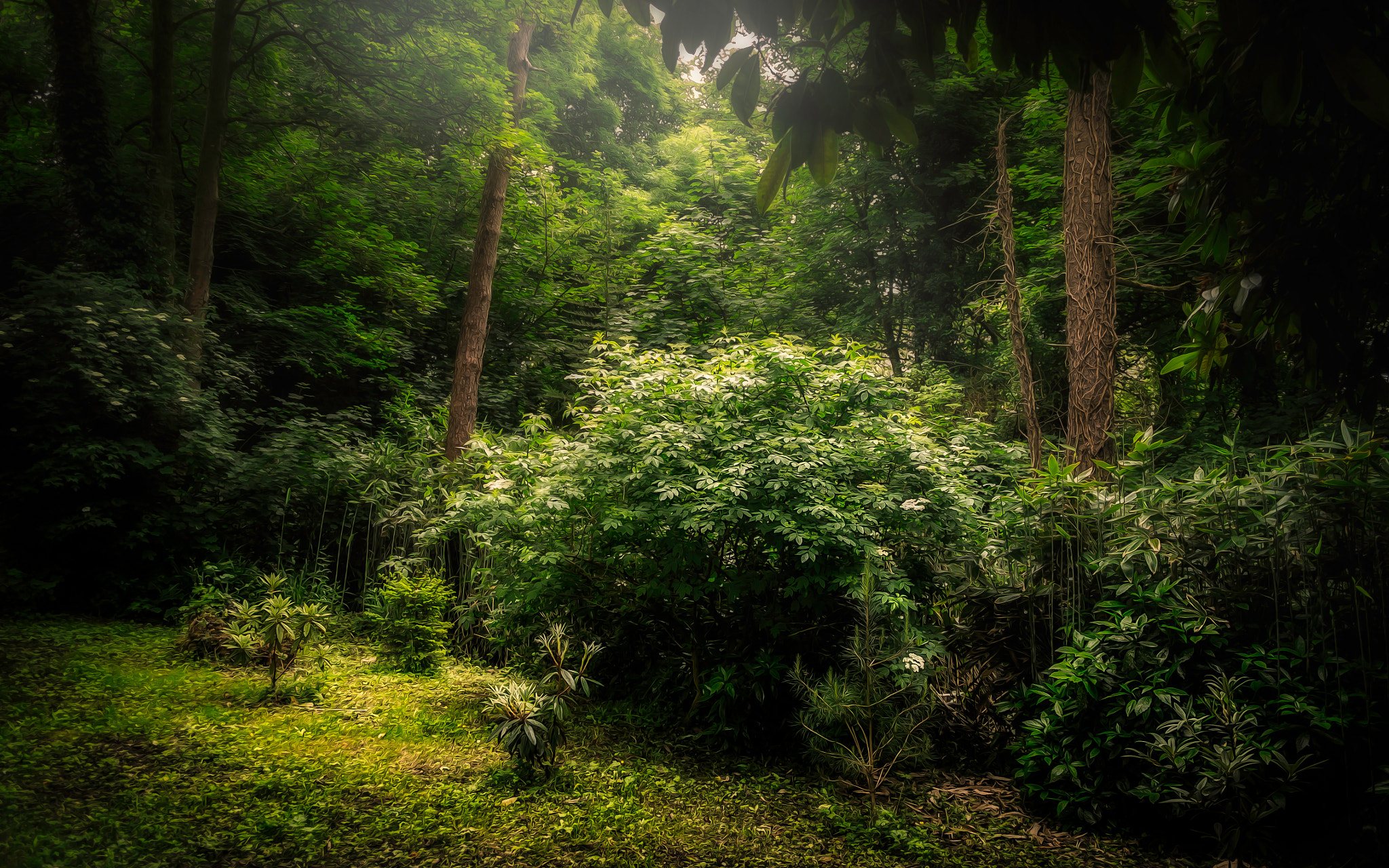 Panasonic Lumix DMC-GX1 + Panasonic Lumix G 14mm F2.5 ASPH sample photo. Deep green morning photography