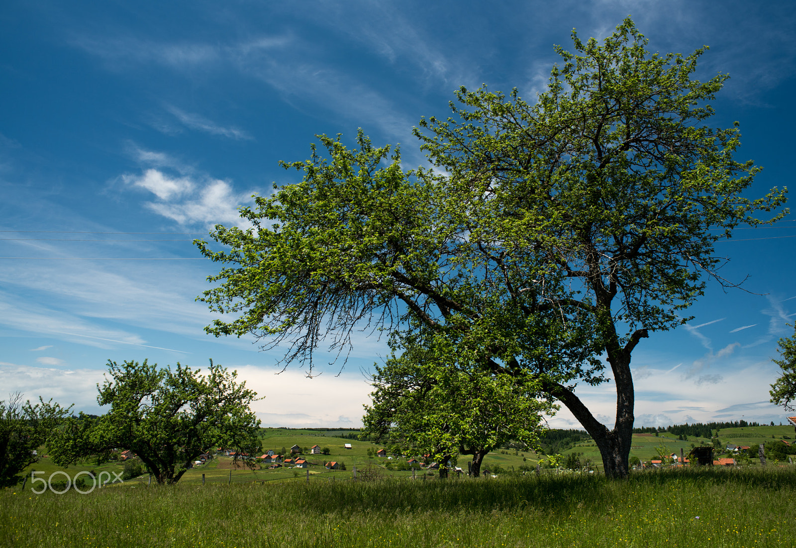 Nikon D750 + Nikon AF Nikkor 28mm F2.8D sample photo. Tree in field .jpg photography