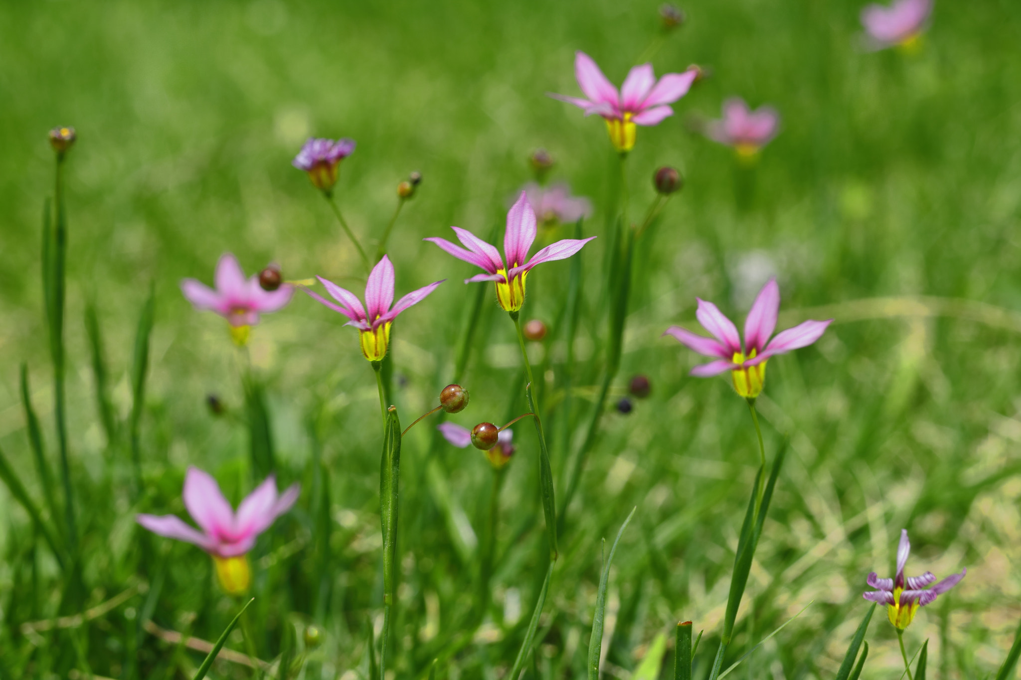 Canon EOS 760D (EOS Rebel T6s / EOS 8000D) + Canon EF 50mm F1.8 STM sample photo. Small flowers photography