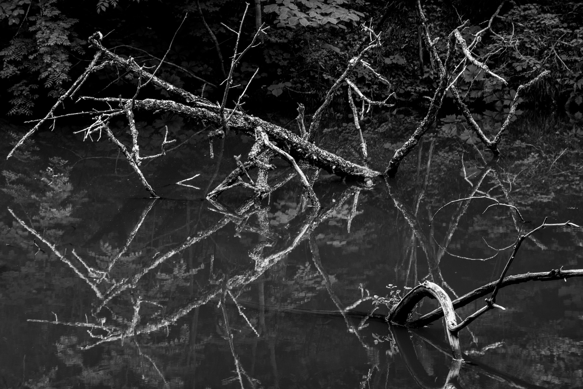 Pentax smc DA 55-300mm F4.0-5.8 ED sample photo. Swamp photography