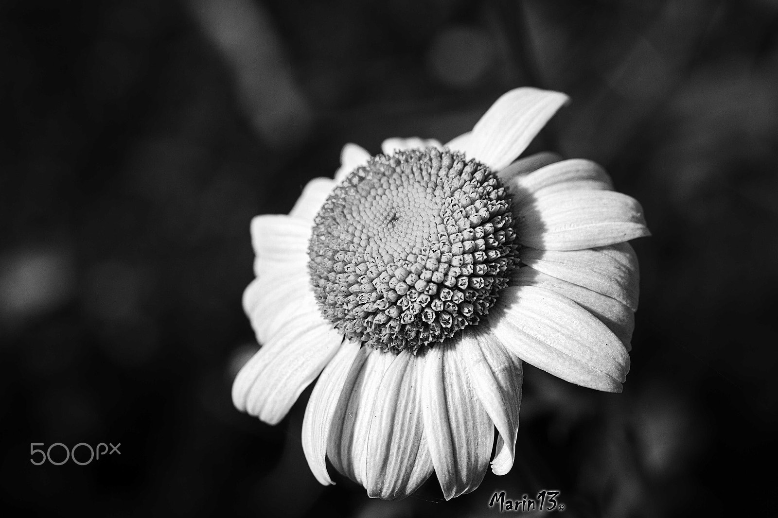 Canon EOS 7D + Sigma 70mm F2.8 EX DG Macro sample photo. Old flower photography