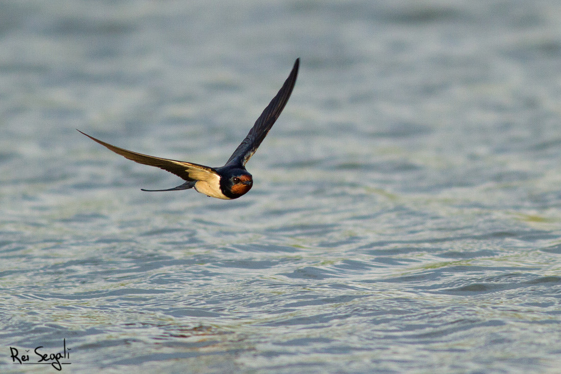 Canon EOS 7D + Canon EF 400mm F5.6L USM sample photo. Over the water photography