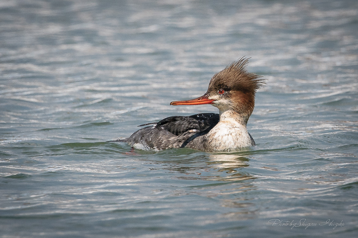 Nikon D300 + Nikon AF-S Nikkor 500mm F4G ED VR sample photo. Red-breasted merganer photography