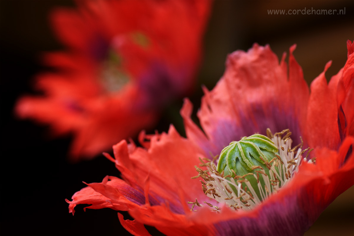 Sony SLT-A77 + Tamron SP AF 90mm F2.8 Di Macro sample photo. Poppy photography