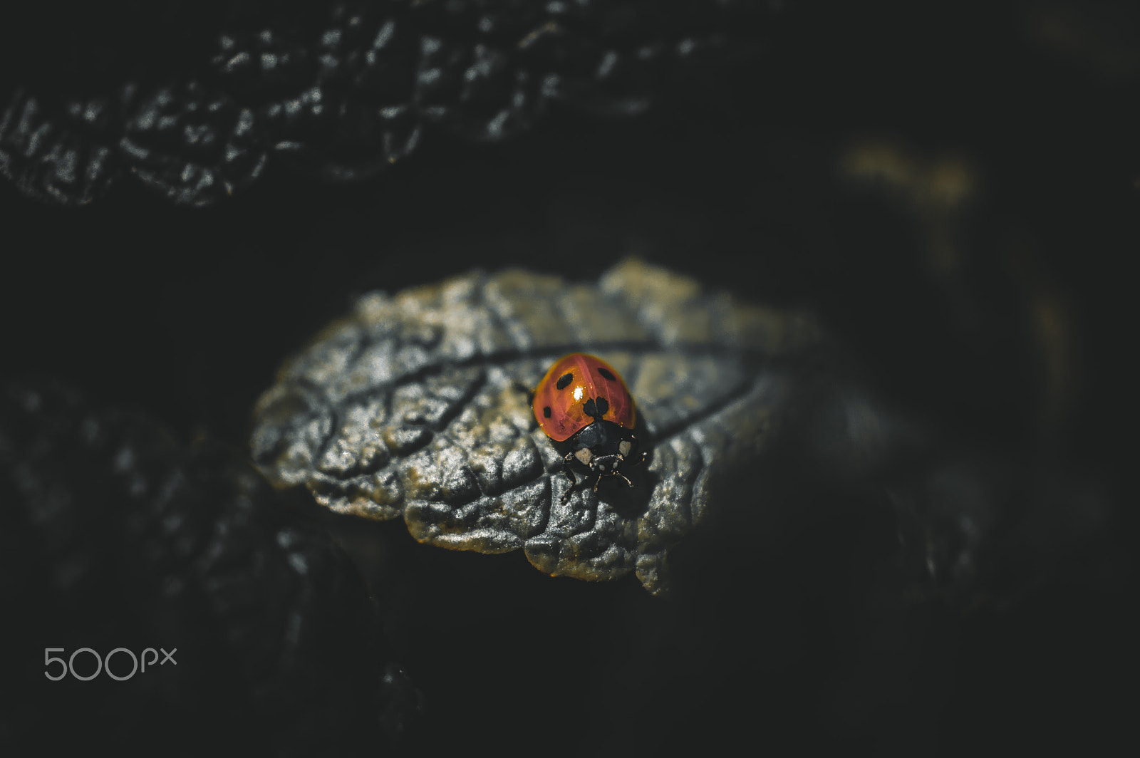 Nikon D3200 + Sigma 50mm F2.8 EX DG Macro sample photo. Ladybug photography