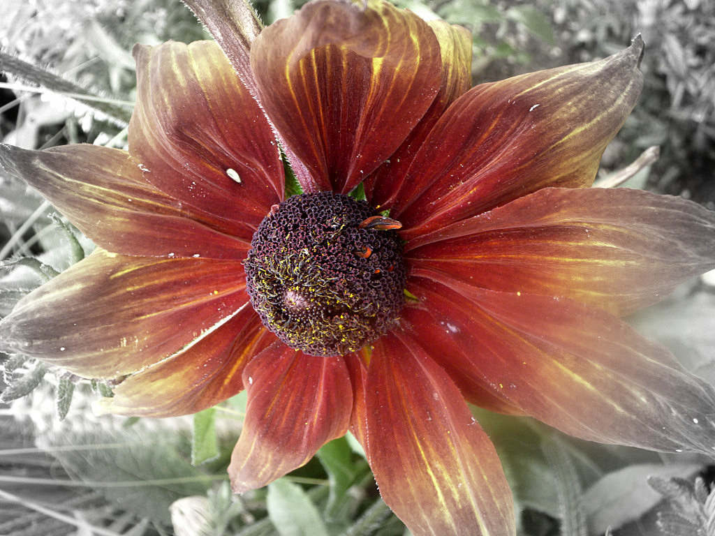 Panasonic DMC-SZ3 sample photo. Secret garden photography