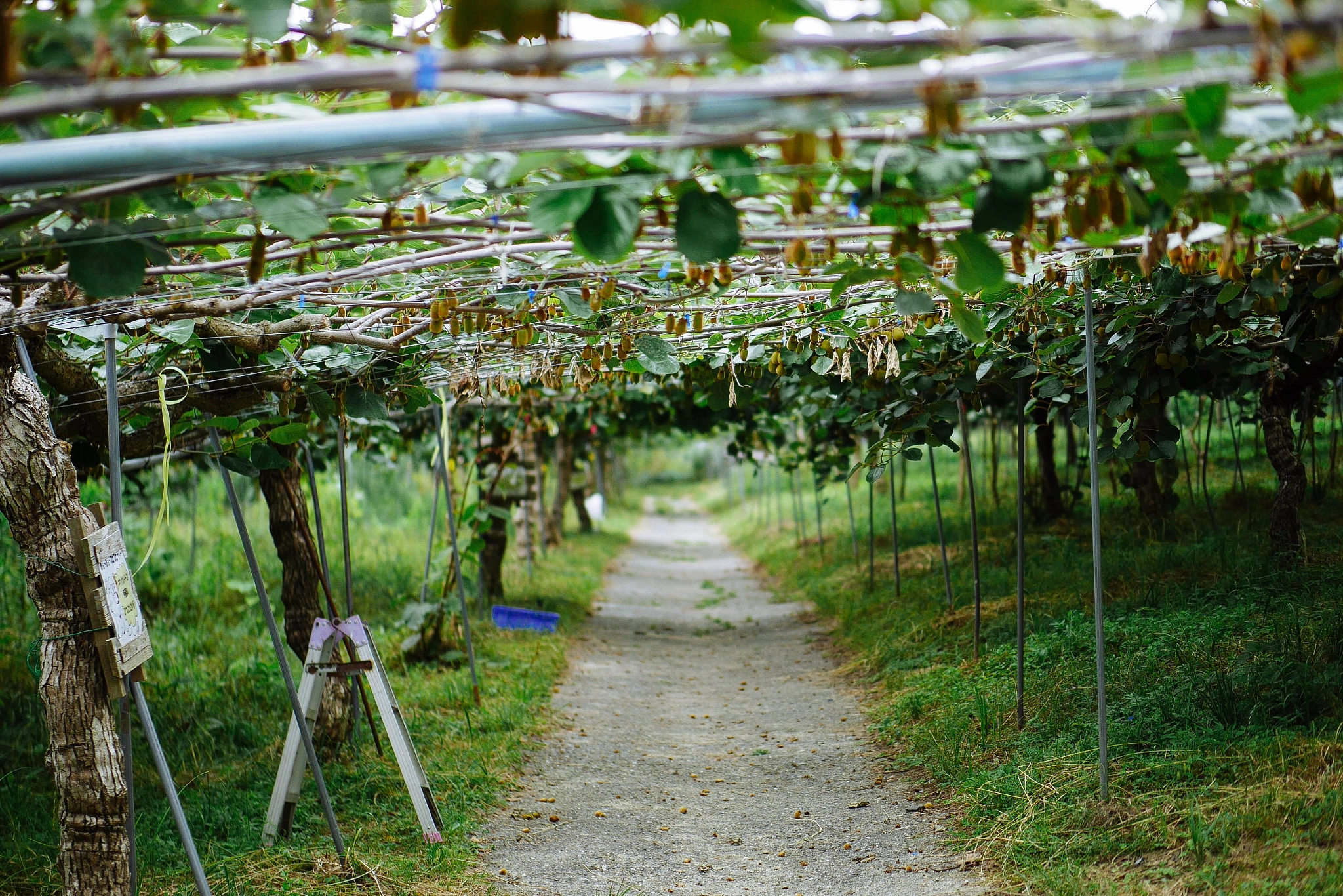 Panasonic Lumix DMC-GX7 + Panasonic Leica DG Nocticron 42.5mm F1.2 ASPH OIS sample photo. Kiwi fruit country japan photography