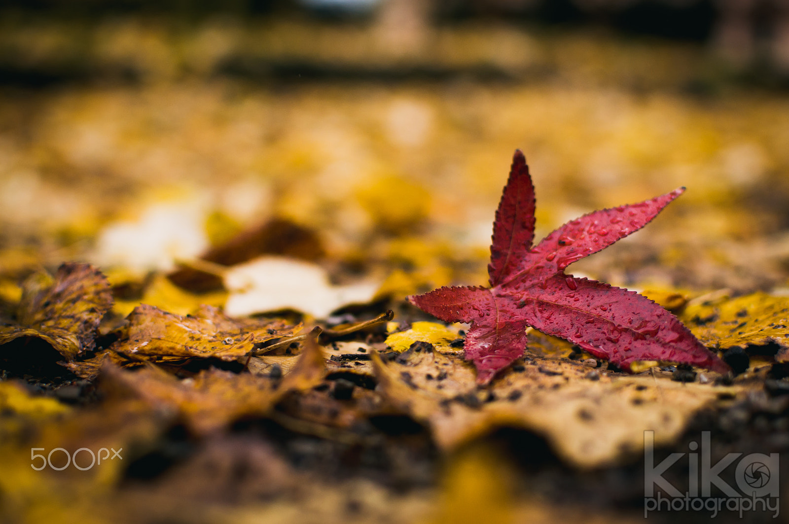 Nikon D300 + AF Zoom-Nikkor 80-200mm f/4.5-5.6D sample photo. Red leaf photography