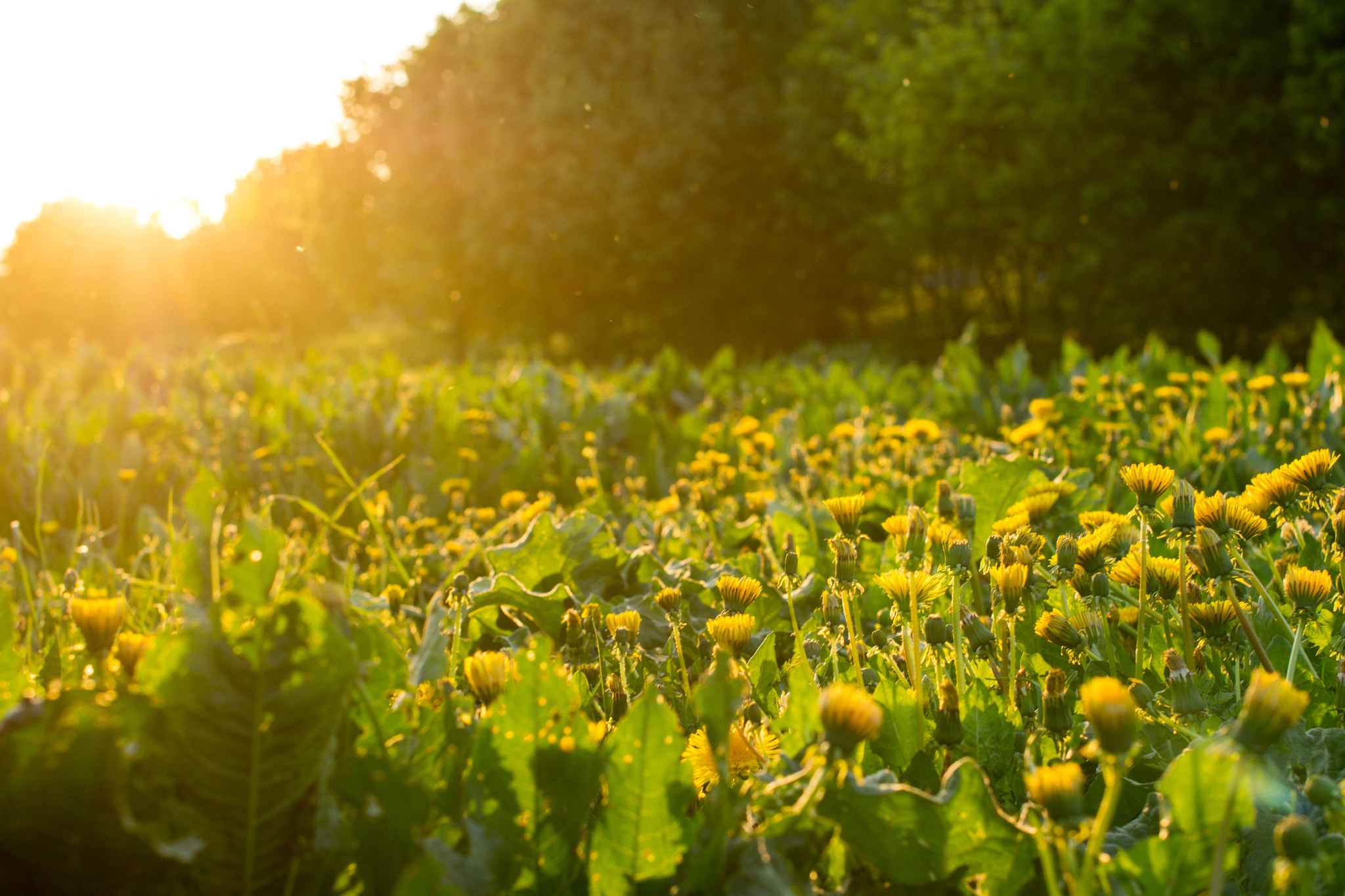 Sony SLT-A65 (SLT-A65V) + Sigma 50mm F1.4 EX DG HSM sample photo. Landscape photography