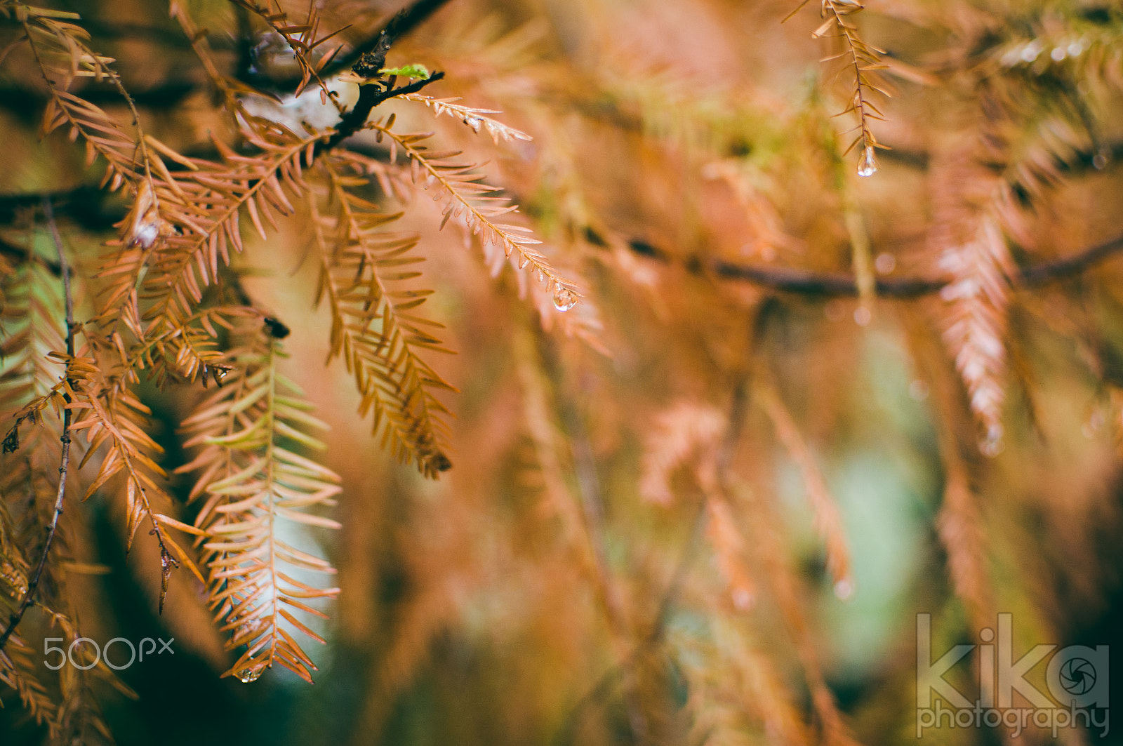 AF Zoom-Nikkor 80-200mm f/4.5-5.6D sample photo. Rainy autumn photography