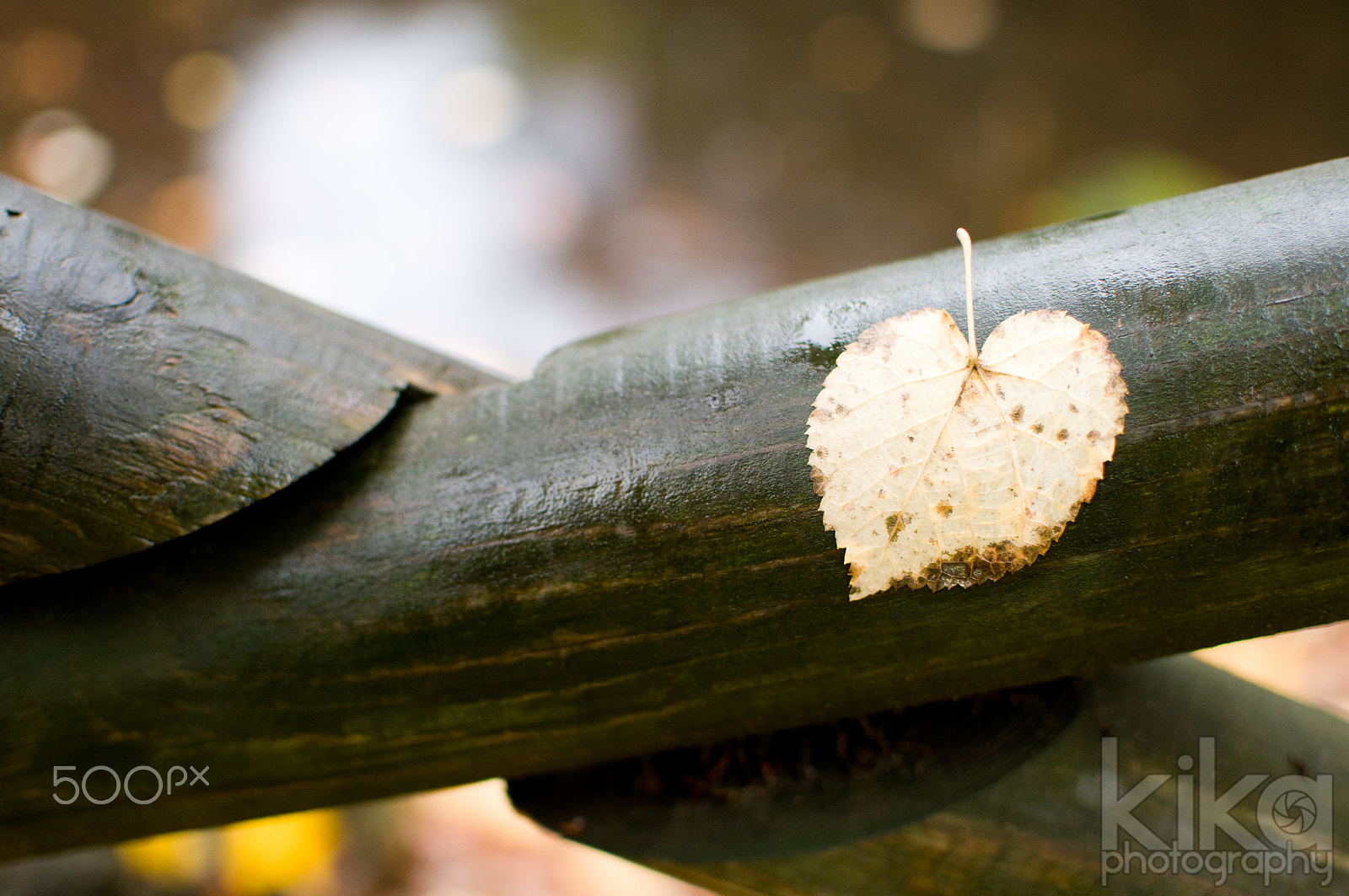 AF Zoom-Nikkor 80-200mm f/4.5-5.6D sample photo. Heart photography