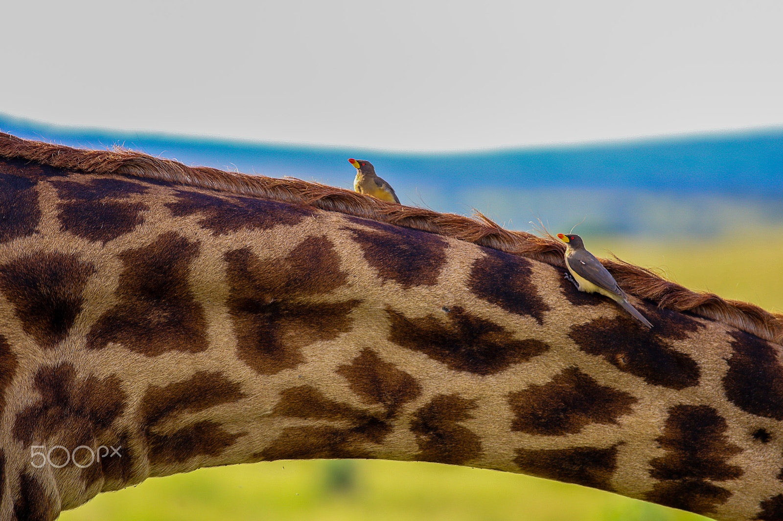 Canon EOS 6D + Canon EF 400mm F5.6L USM sample photo. Giraffe photography