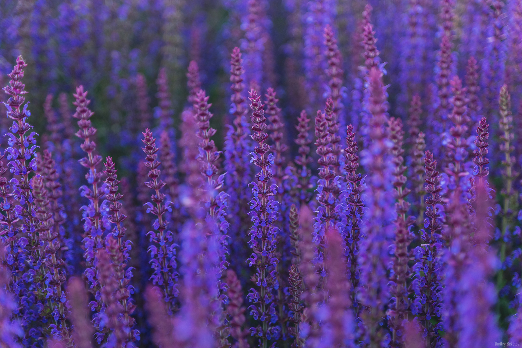 Sony SLT-A77 sample photo. Lavender photography