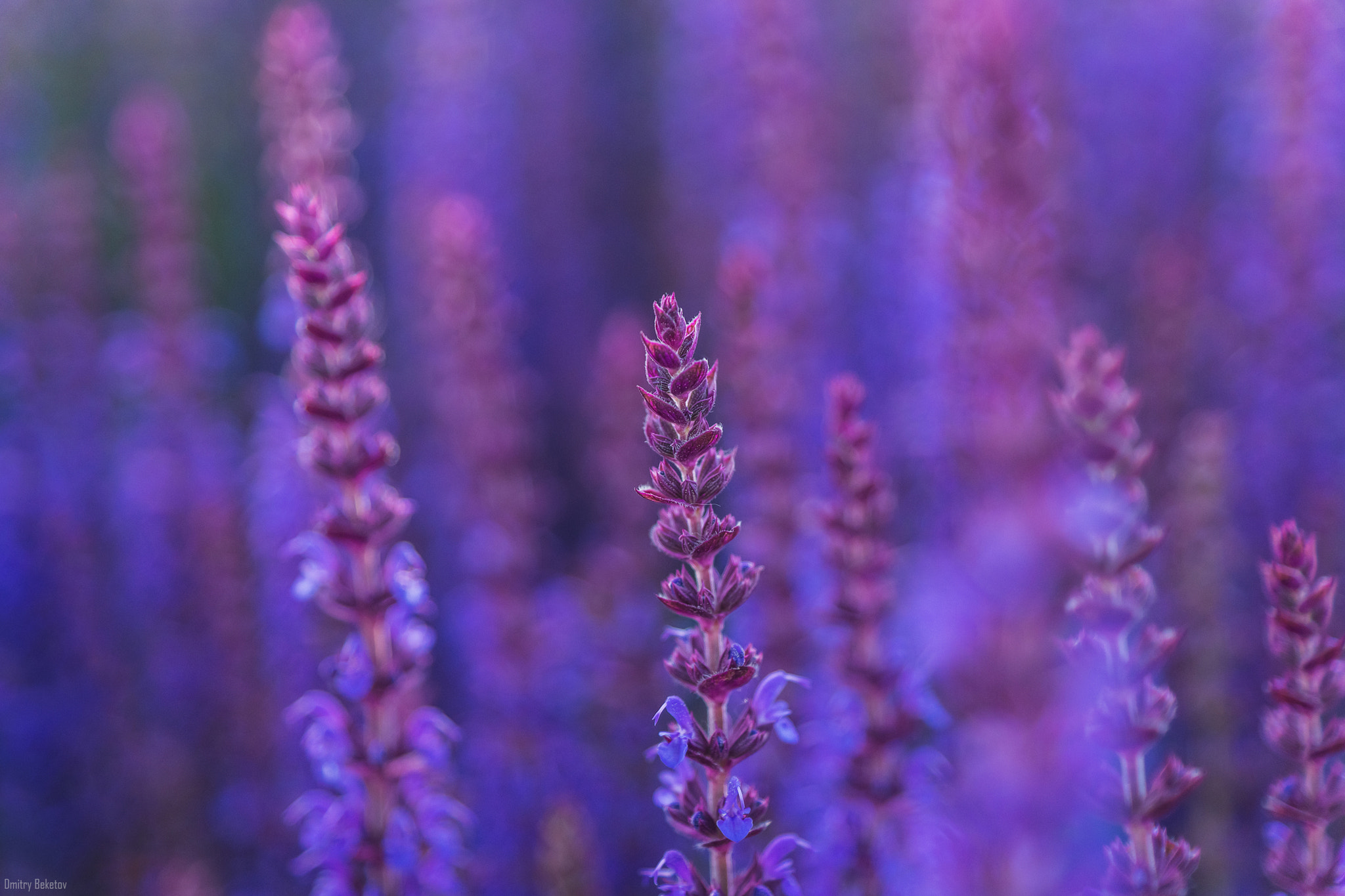 Sony SLT-A77 sample photo. Lavender photography