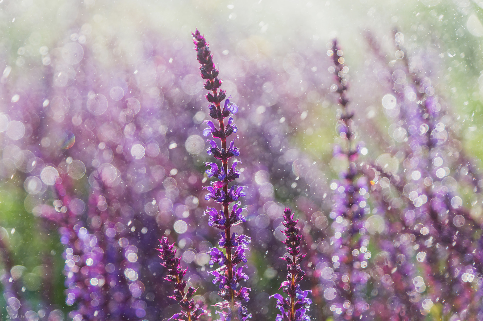 Sony SLT-A77 sample photo. Lavender photography
