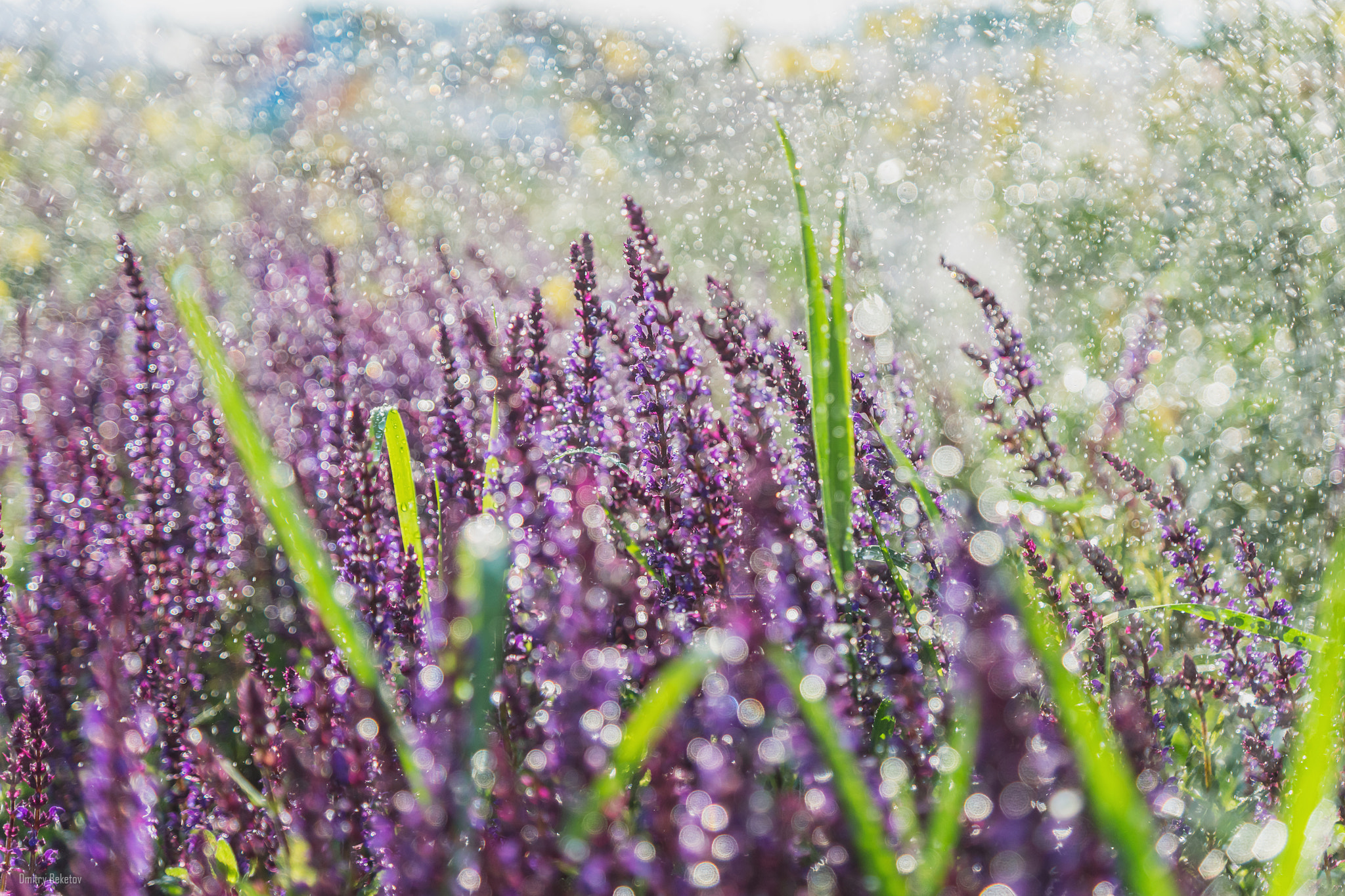 Sony SLT-A77 sample photo. Lavender photography