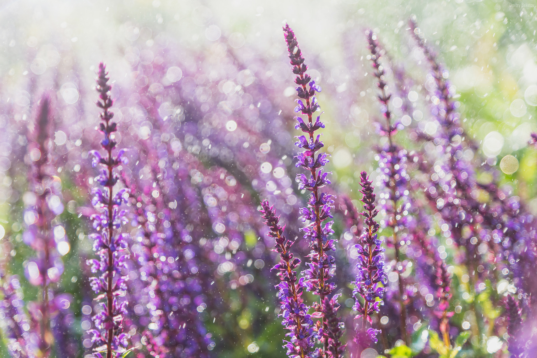 Sony SLT-A77 sample photo. Lavender photography