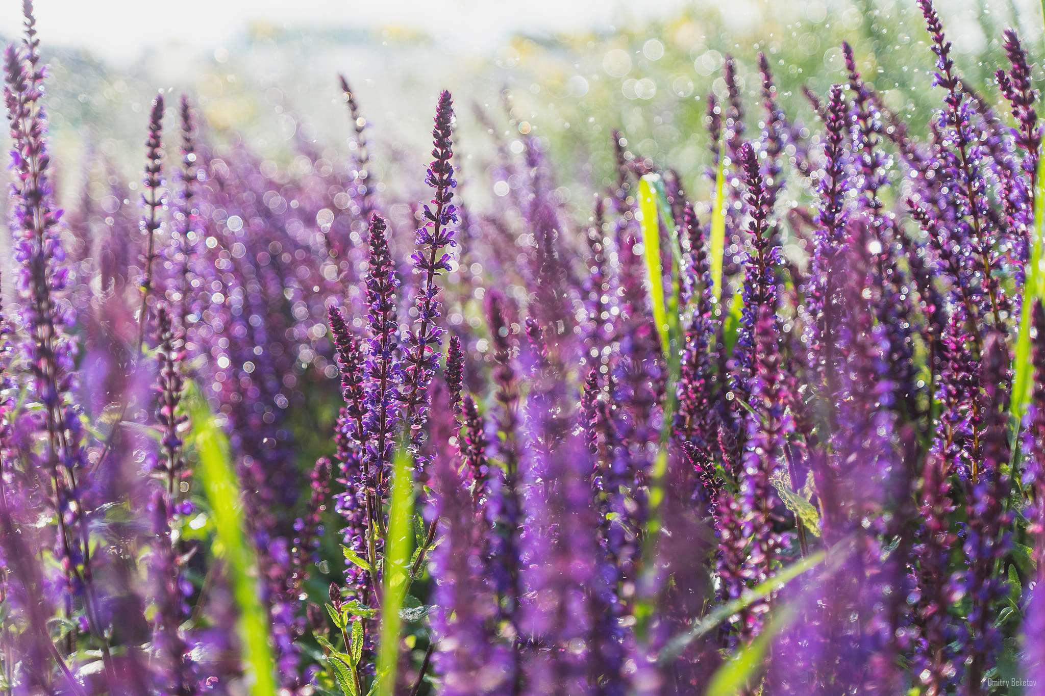 Sony SLT-A77 sample photo. Lavender photography