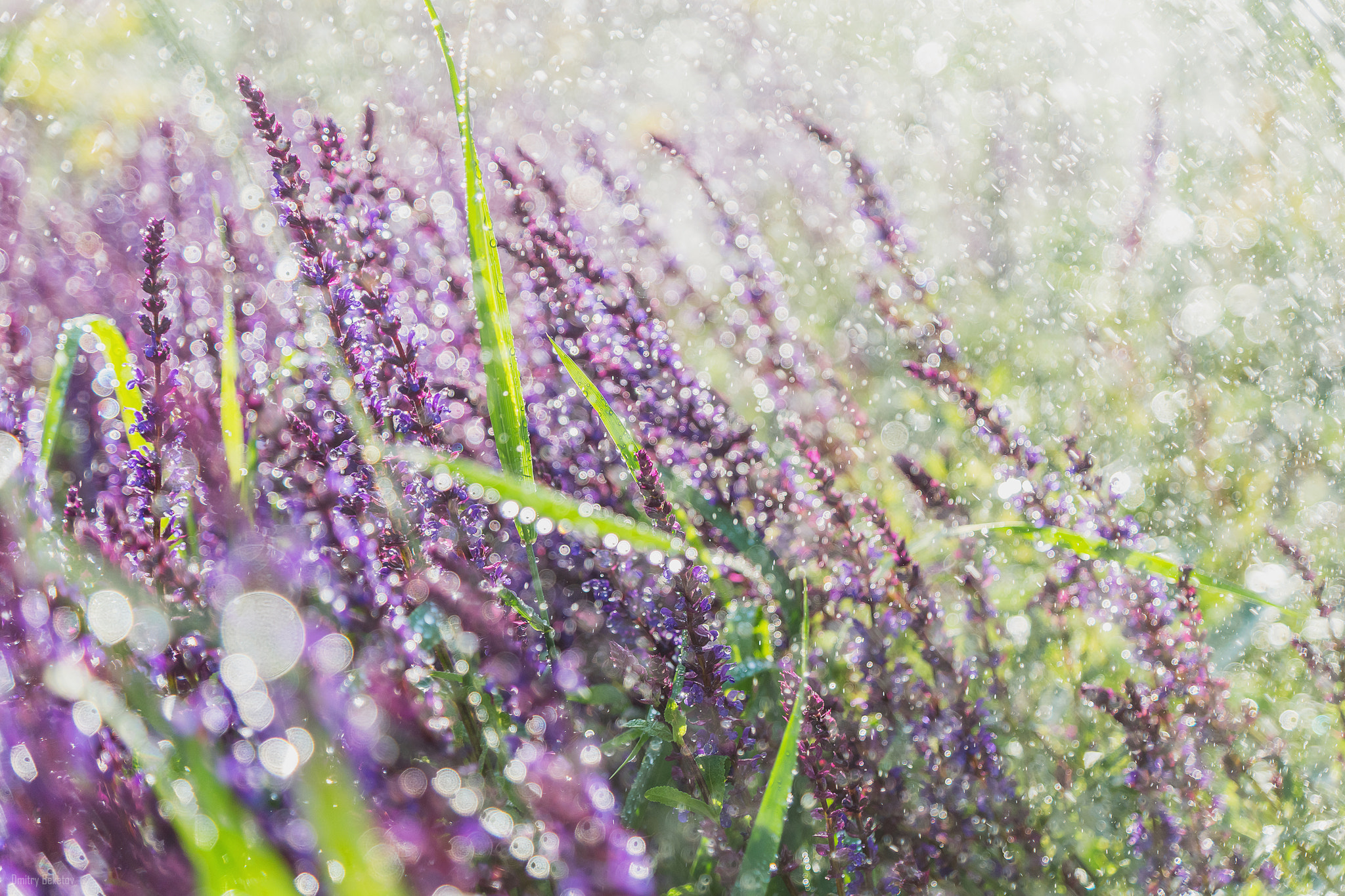Sony SLT-A77 sample photo. Lavender photography