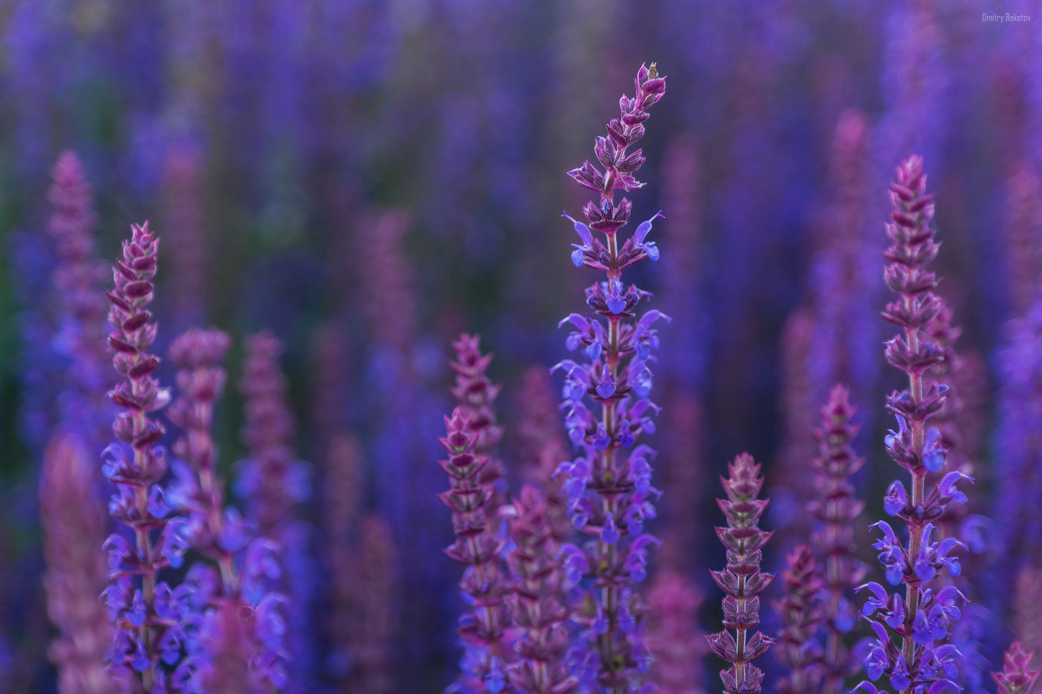 Sony SLT-A77 sample photo. Lavender photography