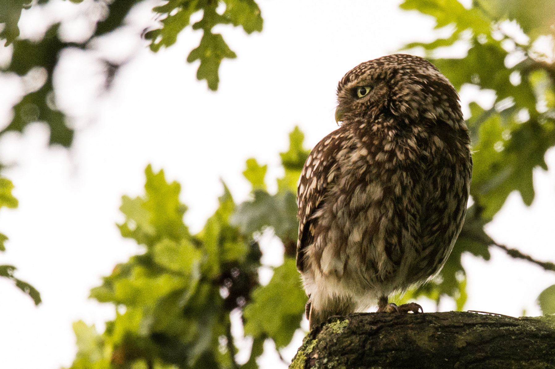 Sigma 150-600mm F5-6.3 DG OS HSM | S sample photo. Little owl - athene noctua photography