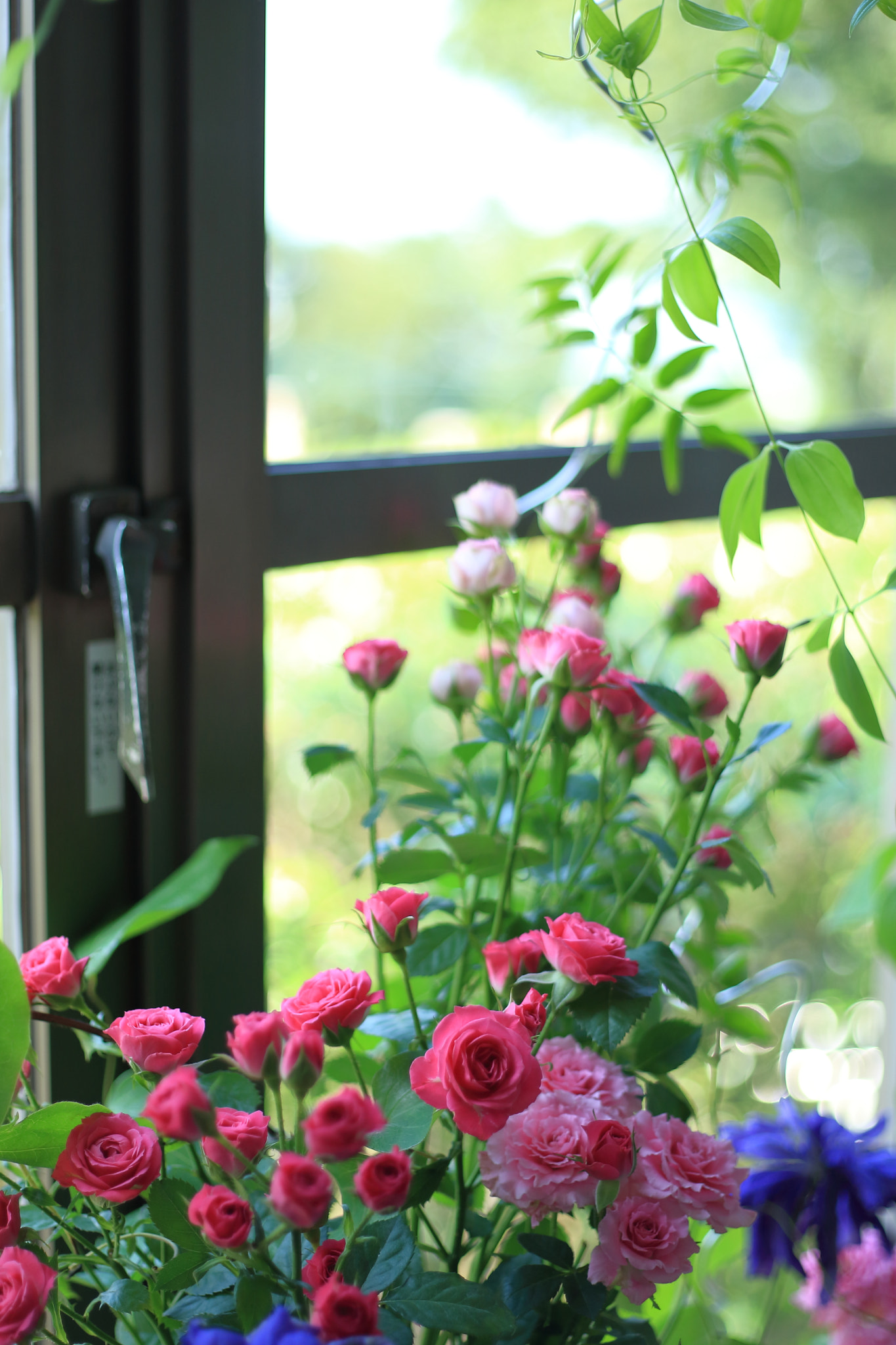 Canon EOS-1D Mark III + Canon EF 50mm F1.8 II sample photo. Rose at windowside photography