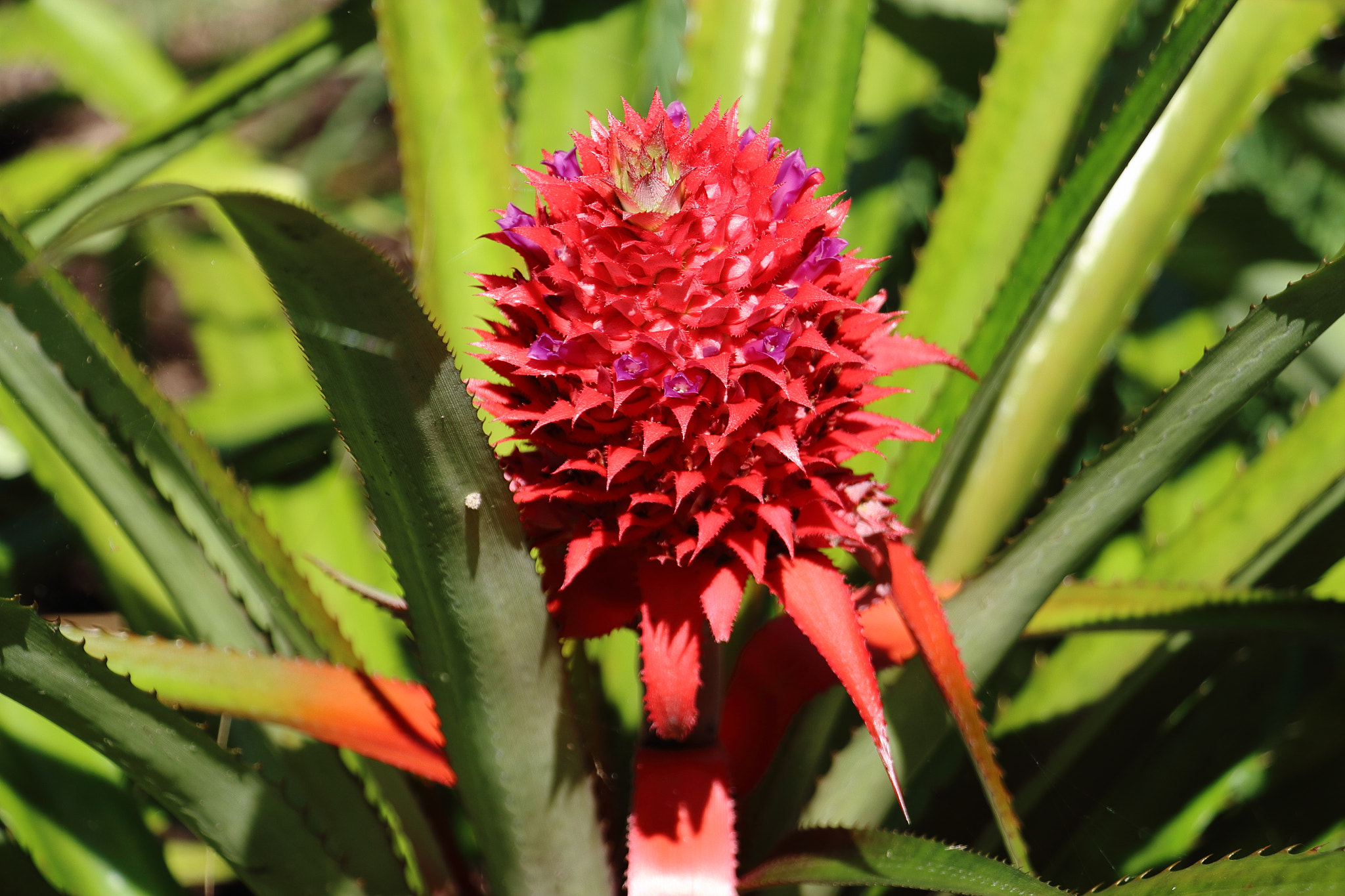 Canon EOS 650D (EOS Rebel T4i / EOS Kiss X6i) sample photo. Bromeliad in the sun photography