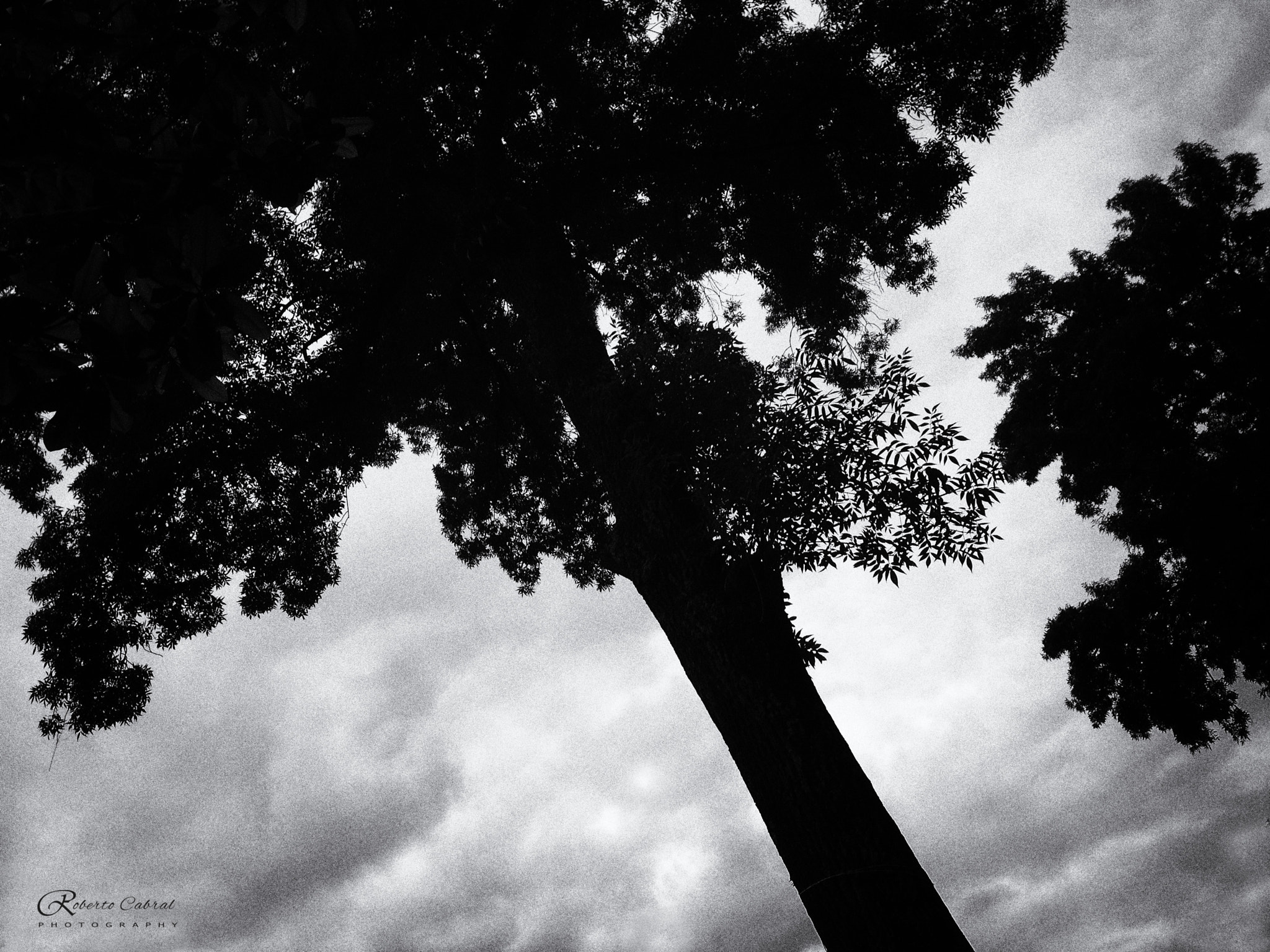 Apple iPhone5,1 sample photo. Listen carefully photography