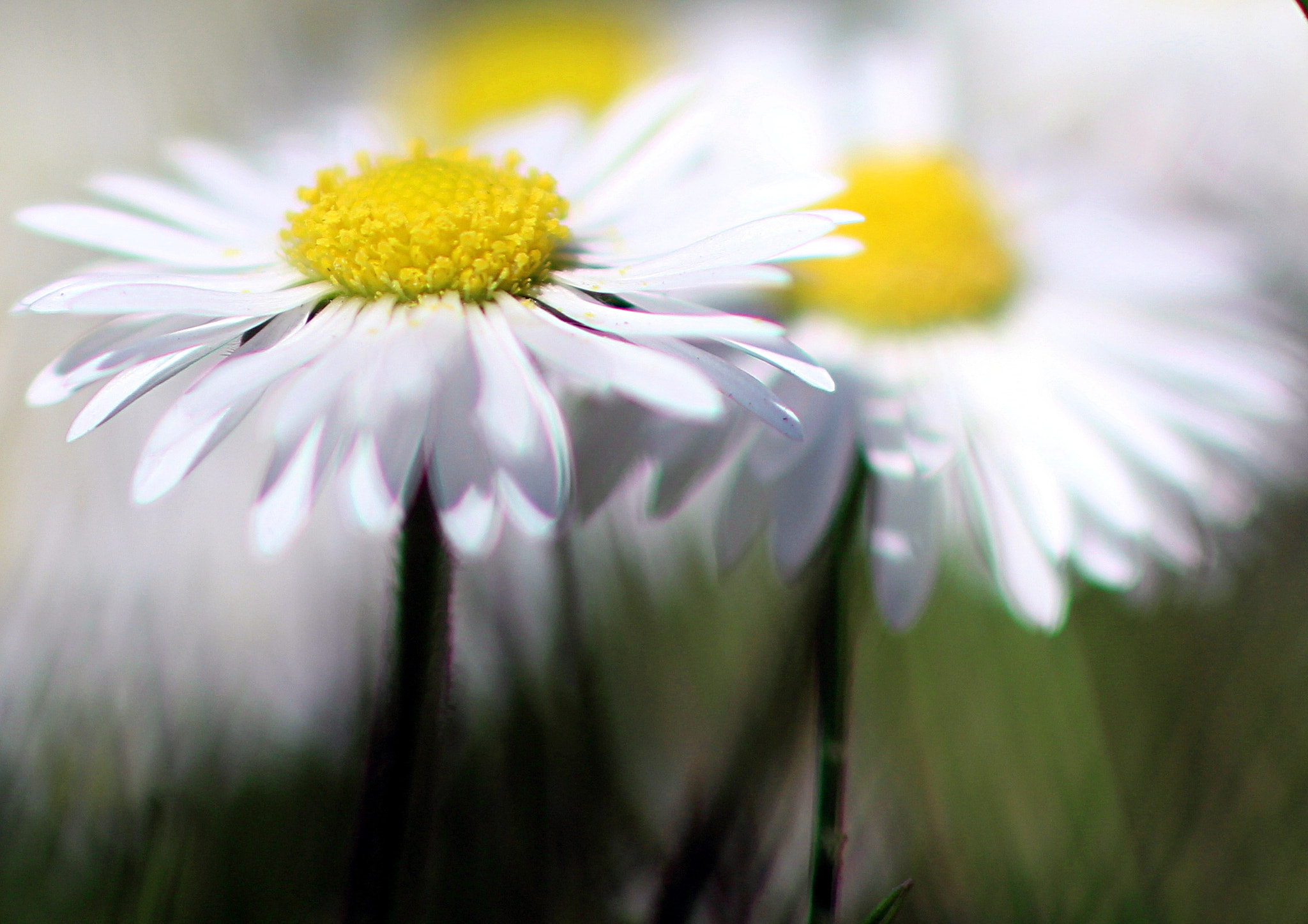 Tamron SP 45mm F1.8 Di VC USD sample photo. Daisies 1.8 photography