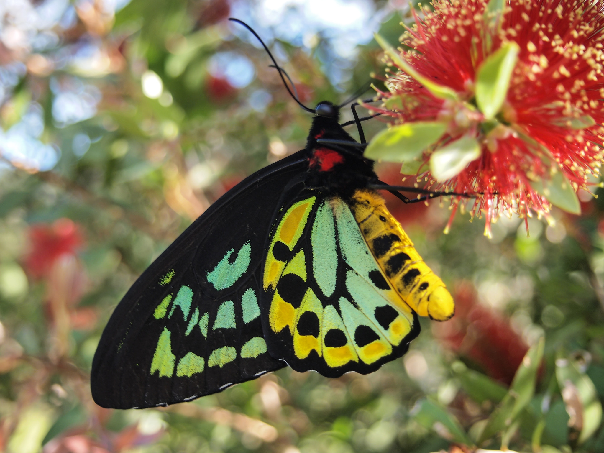 Olympus PEN E-PL2 sample photo. Cairns birdwing photography