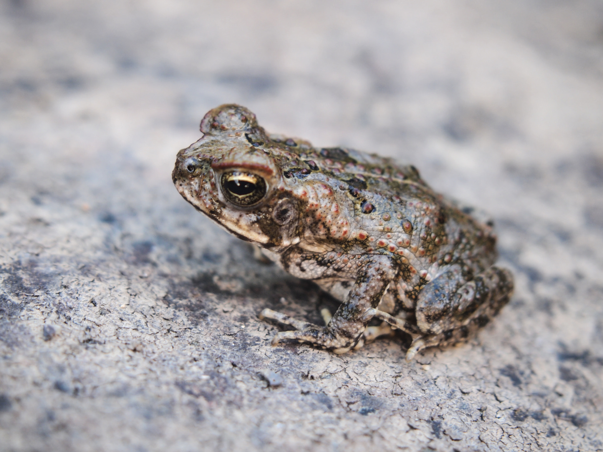 Olympus PEN E-PL2 sample photo. Tiny frog photography