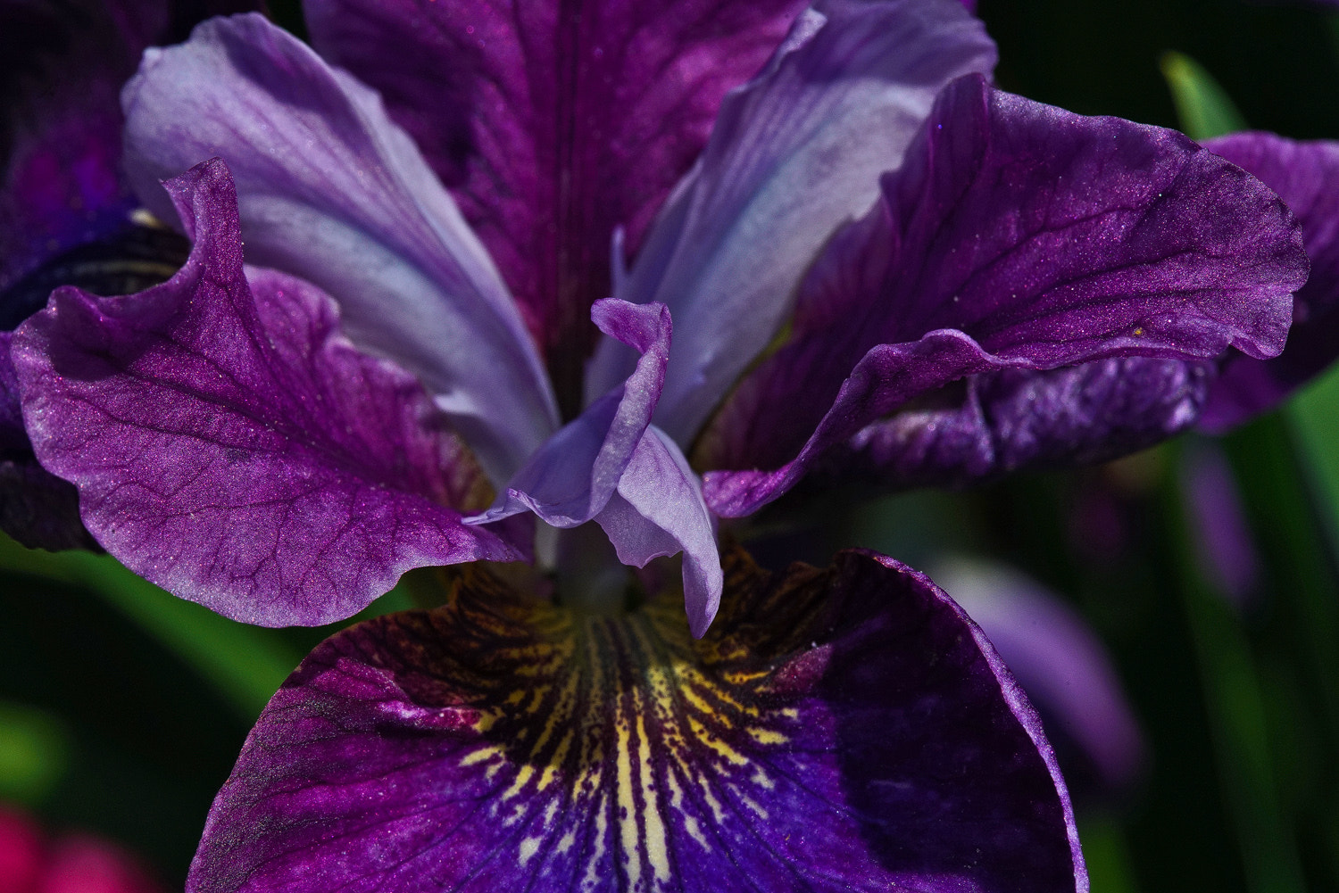 100mm F2.8 SSM sample photo. Purple iris photography