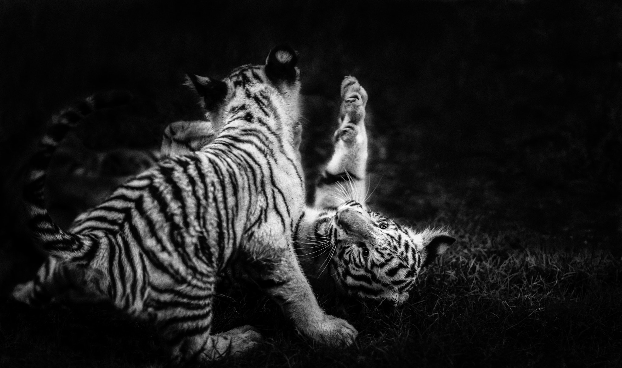 Nikon D7100 + Sigma 85mm F1.4 EX DG HSM sample photo. Tiger cubs play - low key photography