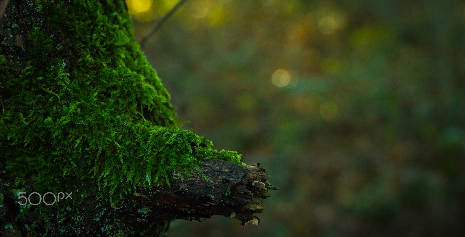 AF Zoom-Nikkor 35-70mm f/3.3-4.5 sample photo. Wood ii photography